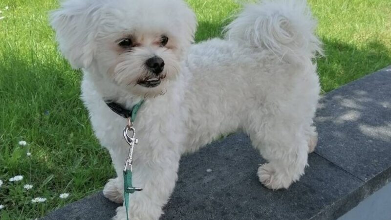 Tier der Woche: Maltipoo-Rüde Toffee mag es liebevoll