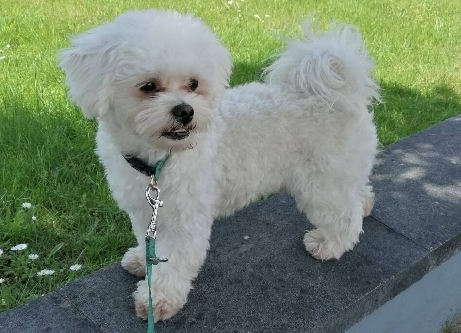 Tier der Woche: Maltipoo-Rüde Toffee mag es liebevoll