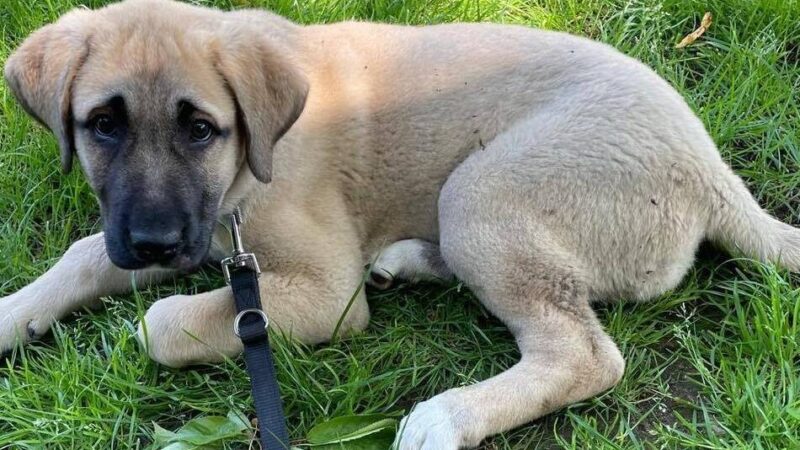 Fundhündin in Hilden: Welpe „Kira“ ausgesetzt – Tierheim sucht Zeugen
