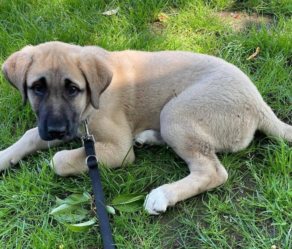 Fundhündin in Hilden: Welpe „Kira“ ausgesetzt – Tierheim sucht Zeugen