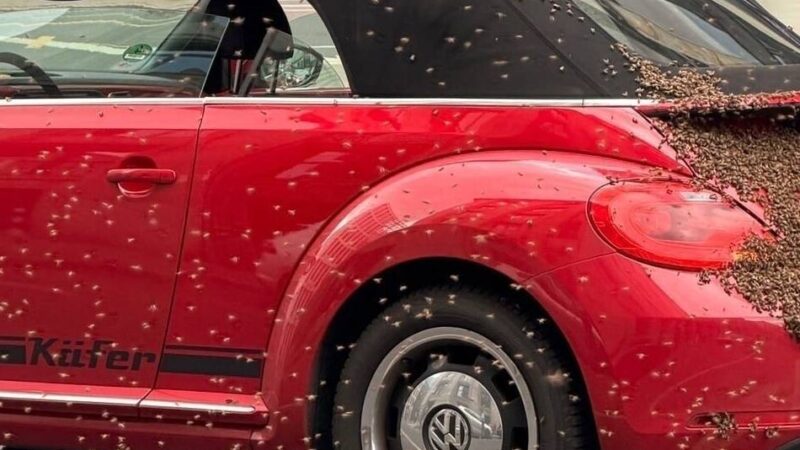 Fahrerin aus Willich erzählt: Irre Bilder aus Düsseldorf – „Mein Auto füllte sich zunehmend mit Bienen“