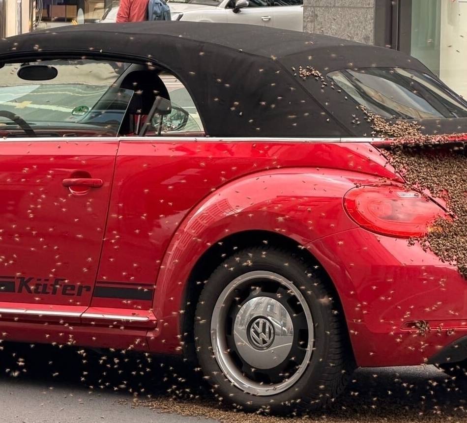 Fahrerin aus Willich erzählt: Irre Bilder aus Düsseldorf – „Mein Auto füllte sich zunehmend mit Bienen“