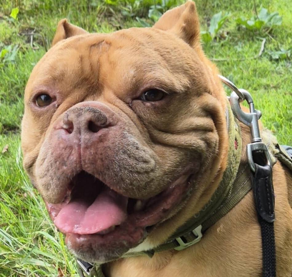 Tier der Woche aus Hilden: Bulldoggen-Mischling Henk wurde zweimal abgegeben – jetzt hofft er auf ein Happy End