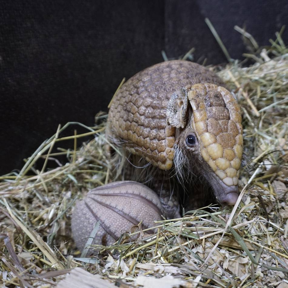 Tiergarten Kleve: Seltenes Kugelgürteltier-Baby erblickt das Licht der Welt