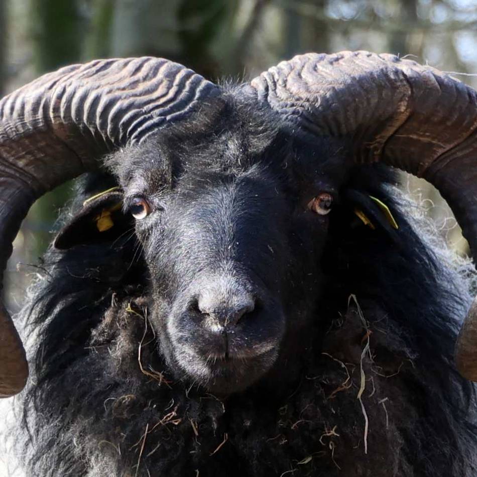 Förderkreis für tierische Oase in Leverkusen : Seit mehr als 50 Jahren im Einsatz für den Wildpark