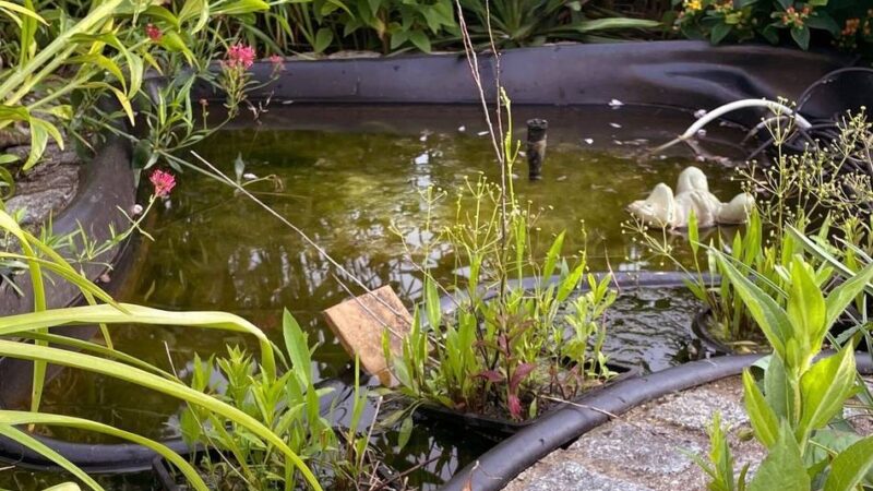 Aktionstage am 9./10. Mai in Viersen: Offene Gartenpforte: Diese Gärten sind beim Auftakt dabei
