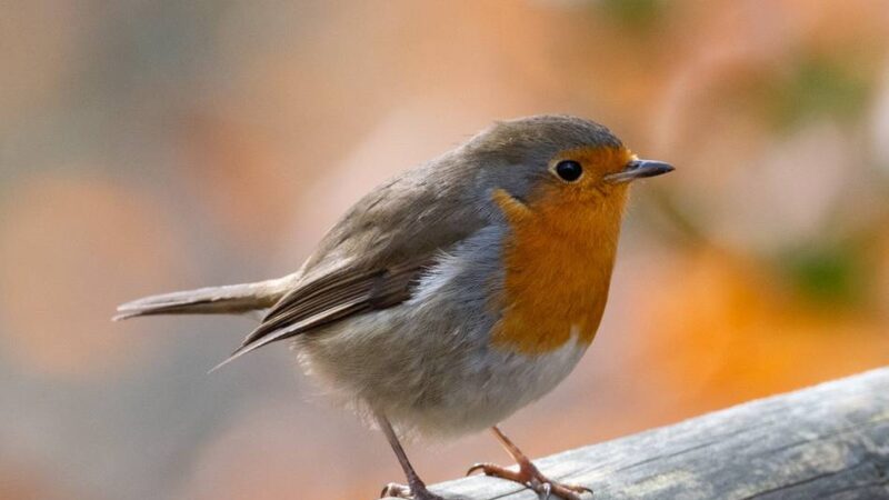 „Stunde der Gartenvögel“: Weshalb dieses Wochenende wieder Vögel gezählt werden