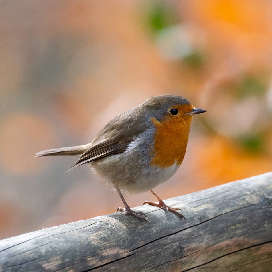„Stunde der Gartenvögel“: Weshalb dieses Wochenende wieder Vögel gezählt werden