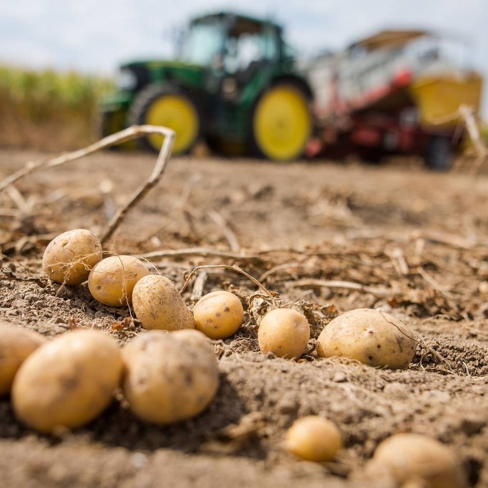 Kaarster klagt über Kartoffelanbau: „Das ist eine nachhaltige Beeinträchtigung des Bodens“