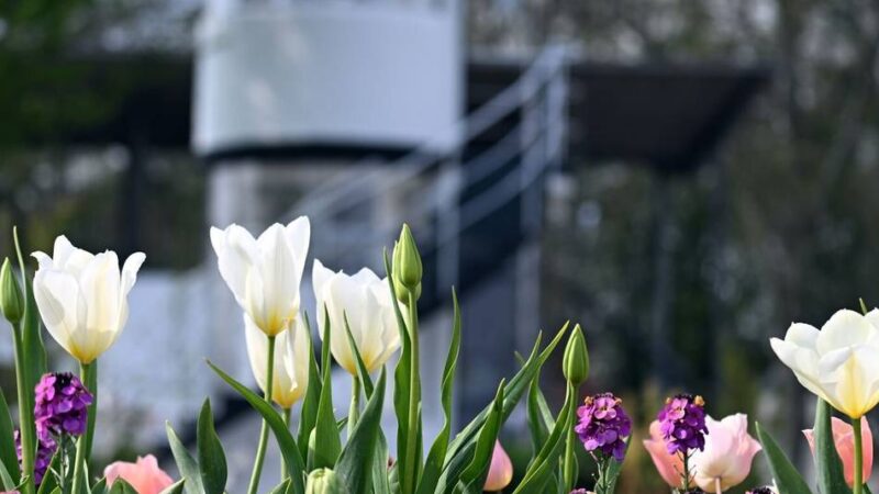 Frühschoppen, Skaten, Orchester und Co.: Das ist diese Woche auf dem Laga-Gelände los