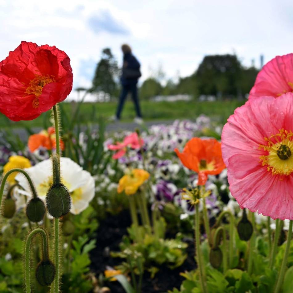 Neuss Marketing baut Angebot aus: Mehr Vielfalt für die Führungen bei der Landesgartenschau