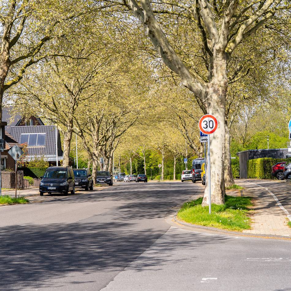 Bausünde in Grevenbroich: Amerikanische Platanen haben viel zu wenig Platz – Stadt will Allee „entfesseln“