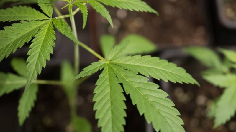 Urteil in Düsseldorf: Landgericht verurteilt Cannabis-Bande zu mehreren Jahren Haft