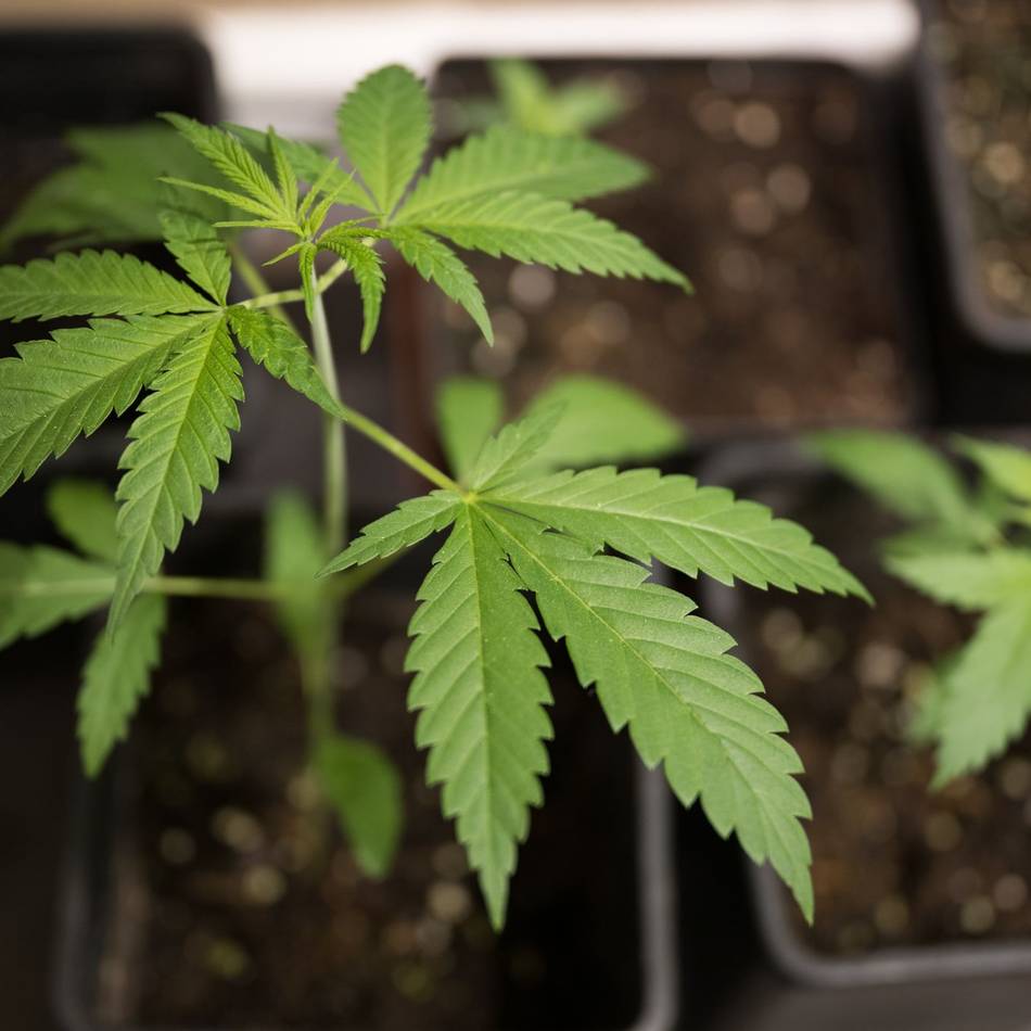 Urteil in Düsseldorf: Landgericht verurteilt Cannabis-Bande zu mehreren Jahren Haft