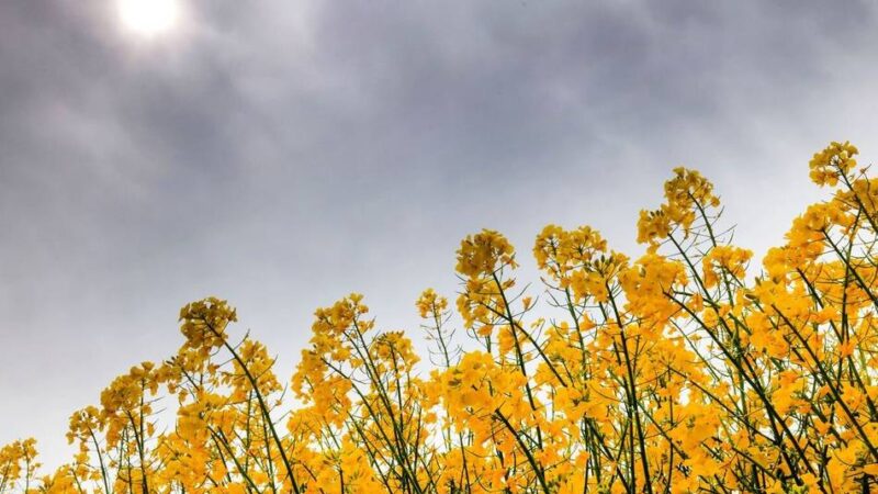 Bürger des Kreises Viersen sind gefragt: Niederrhein-Marke wird neu bewertet – Bürger sollen mitentscheiden