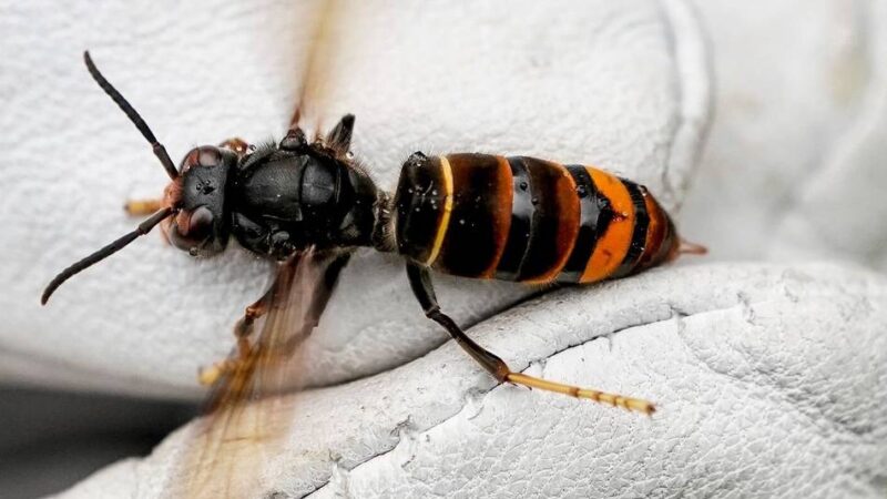 Schutz für heimische Insekten: Neuss sagt der Asiatischen Hornisse den Kampf an – und bittet Bürger um Mithilfe