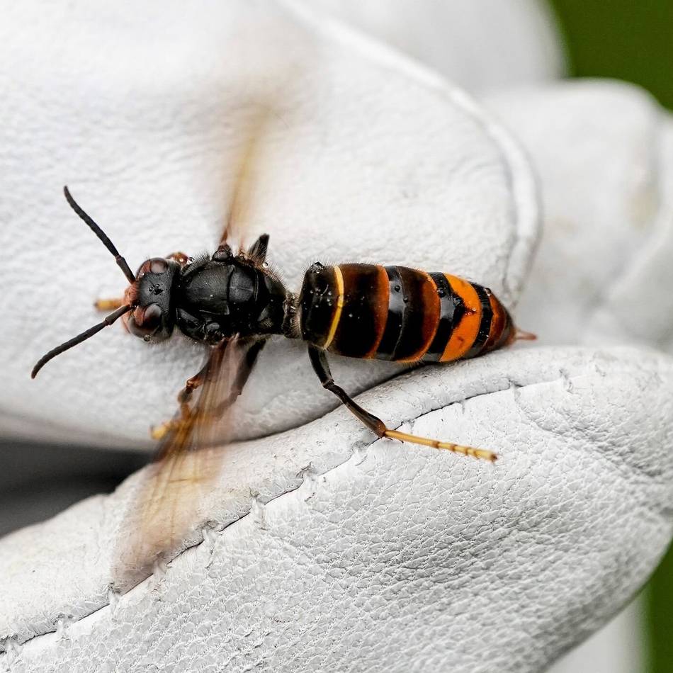 Schutz für heimische Insekten: Neuss sagt der Asiatischen Hornisse den Kampf an – und bittet Bürger um Mithilfe