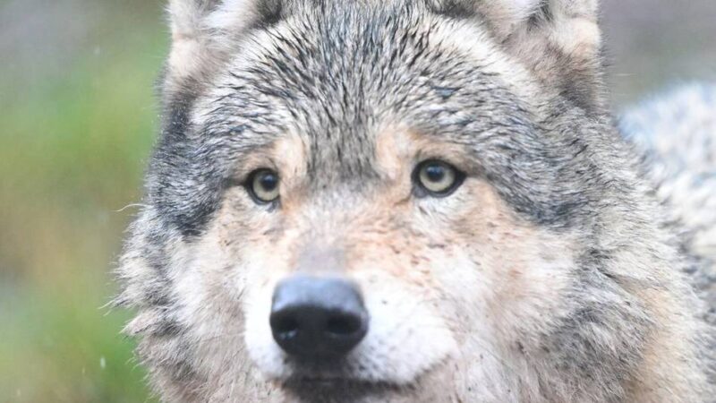 Hauptfriedhof in Mönchengladbach: „Wir haben uns angeschaut“ – Frau berichtet von Wolfsichtung
