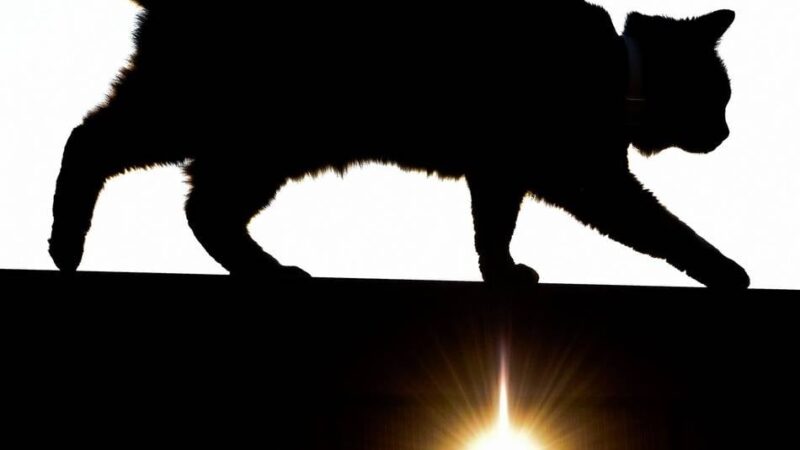 Tierschutz im Kreis Viersen: Verein Notfelle sucht Höfe und Ställe für verwilderte Katzen