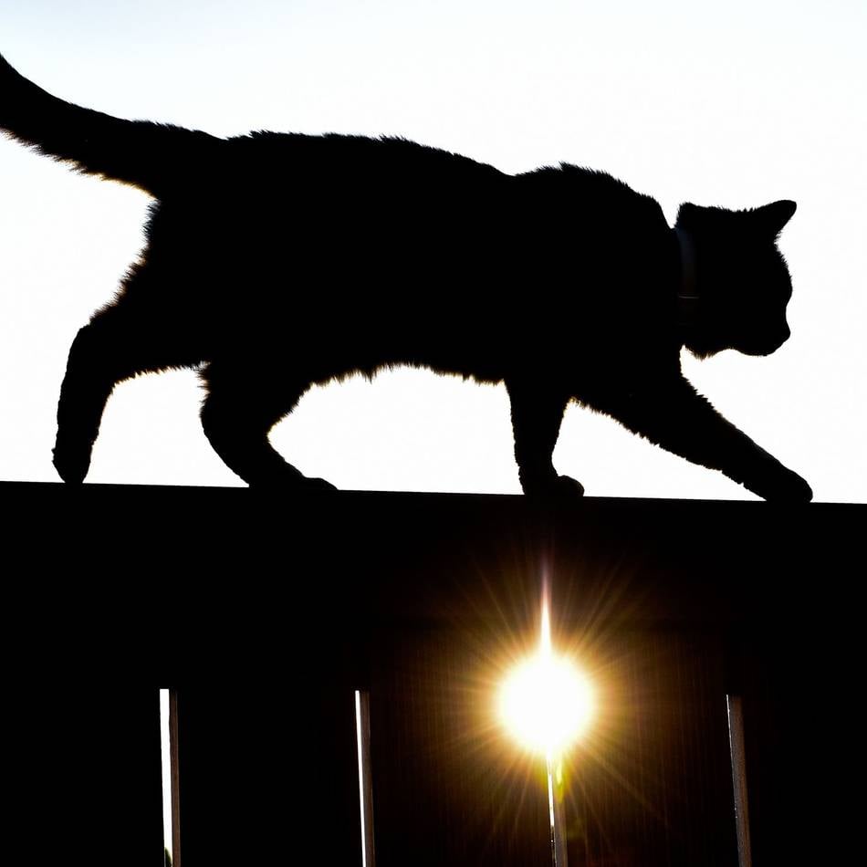 Tierschutz im Kreis Viersen: Verein Notfelle sucht Höfe und Ställe für verwilderte Katzen