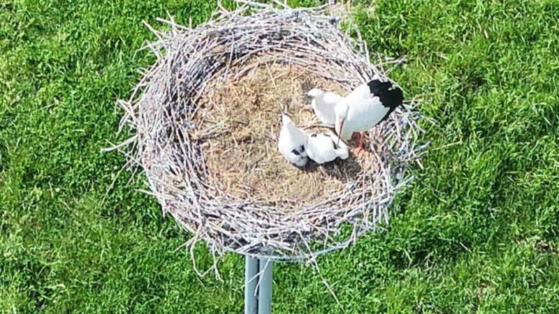 Storchen-Nachwuchs in Hamb: Tick, Trick und Track wachsen zur kleinen Attraktion