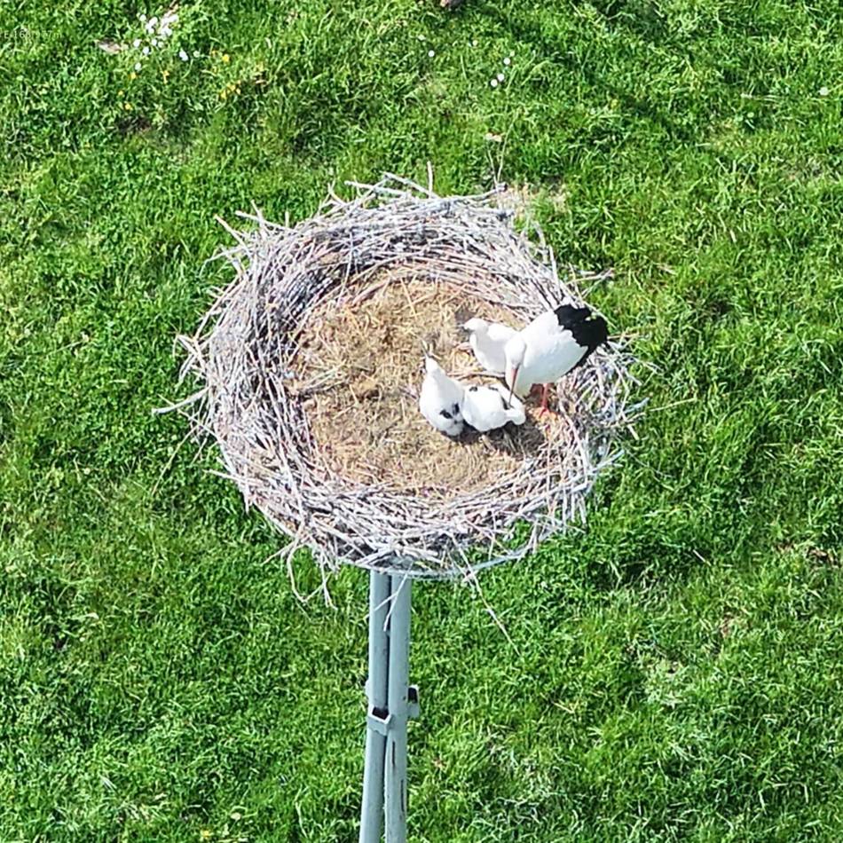 Storchen-Nachwuchs in Hamb: Tick, Trick und Track wachsen zur kleinen Attraktion