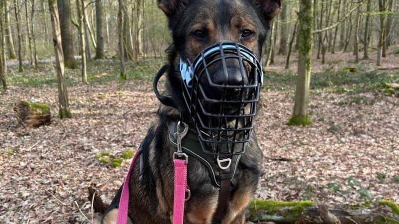 Tier der Woche: Schäferhund-Mix Milow sucht erfahrene Halter