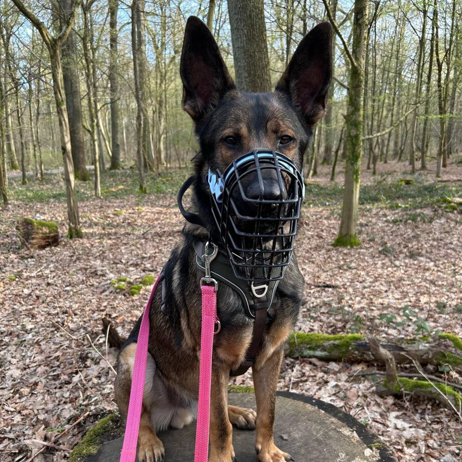 Tier der Woche: Schäferhund-Mix Milow sucht erfahrene Halter