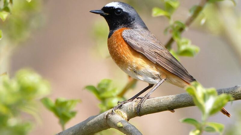 Nabu und BUND in Leverkusen: Naturschützer rufen zur Vogelzählung auf