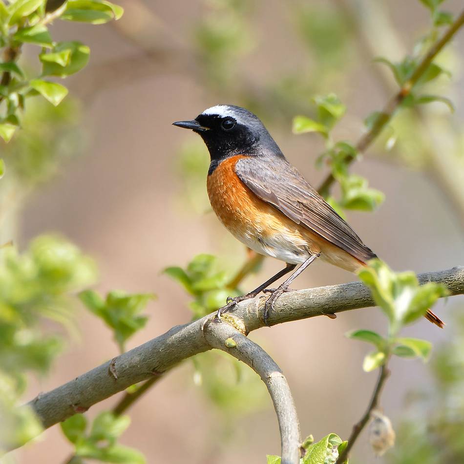 Nabu und BUND in Leverkusen: Naturschützer rufen zur Vogelzählung auf