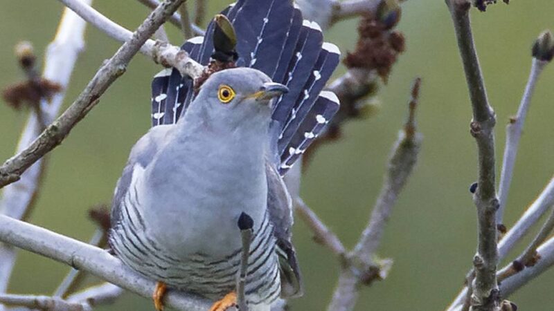 Leverkusener Naturschutzverbände: Vogelkundlicher Spaziergang am Rheinbogen