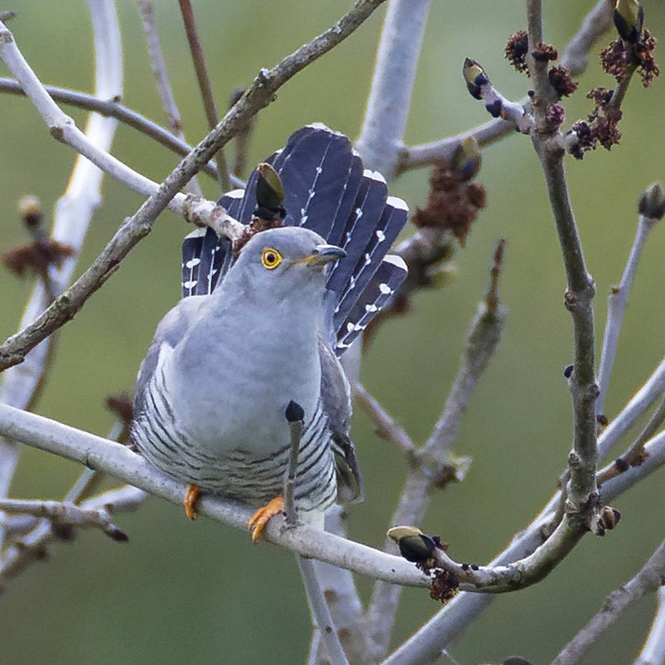 Leverkusener Naturschutzverbände: Vogelkundlicher Spaziergang am Rheinbogen