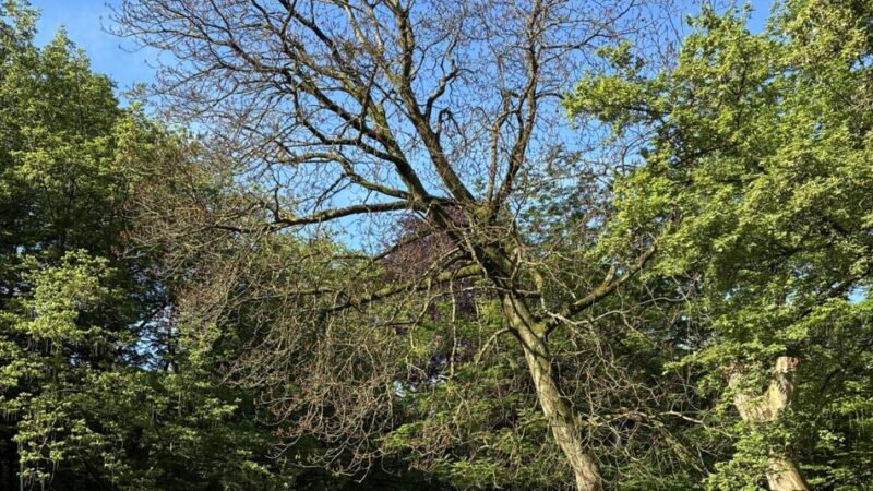 Abgestorben und mit Pilzen befallen: Stadt Nettetal muss 26 Bäume fällen