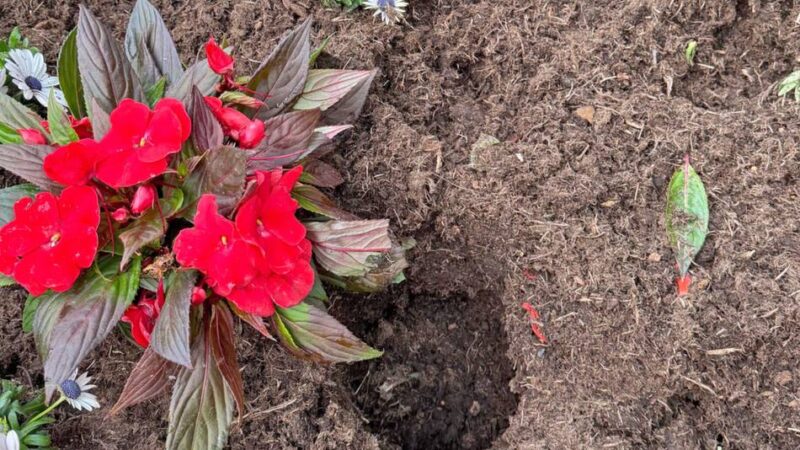 Dreiste Tat in Hilden: Diebe stehlen frisch gepflanzte Blumen – Stadt erstattet Anzeige