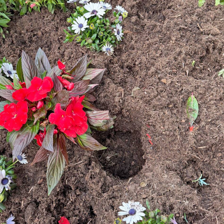 Dreiste Tat in Hilden: Diebe stehlen frisch gepflanzte Blumen – Stadt erstattet Anzeige