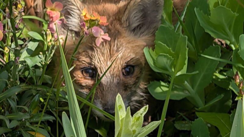 Jungtier in zwei Gärten gesichtet: Mutterloser Fuchswelpe irrt durch Langwaden – Tierfilmer hofft auf Mithilfe