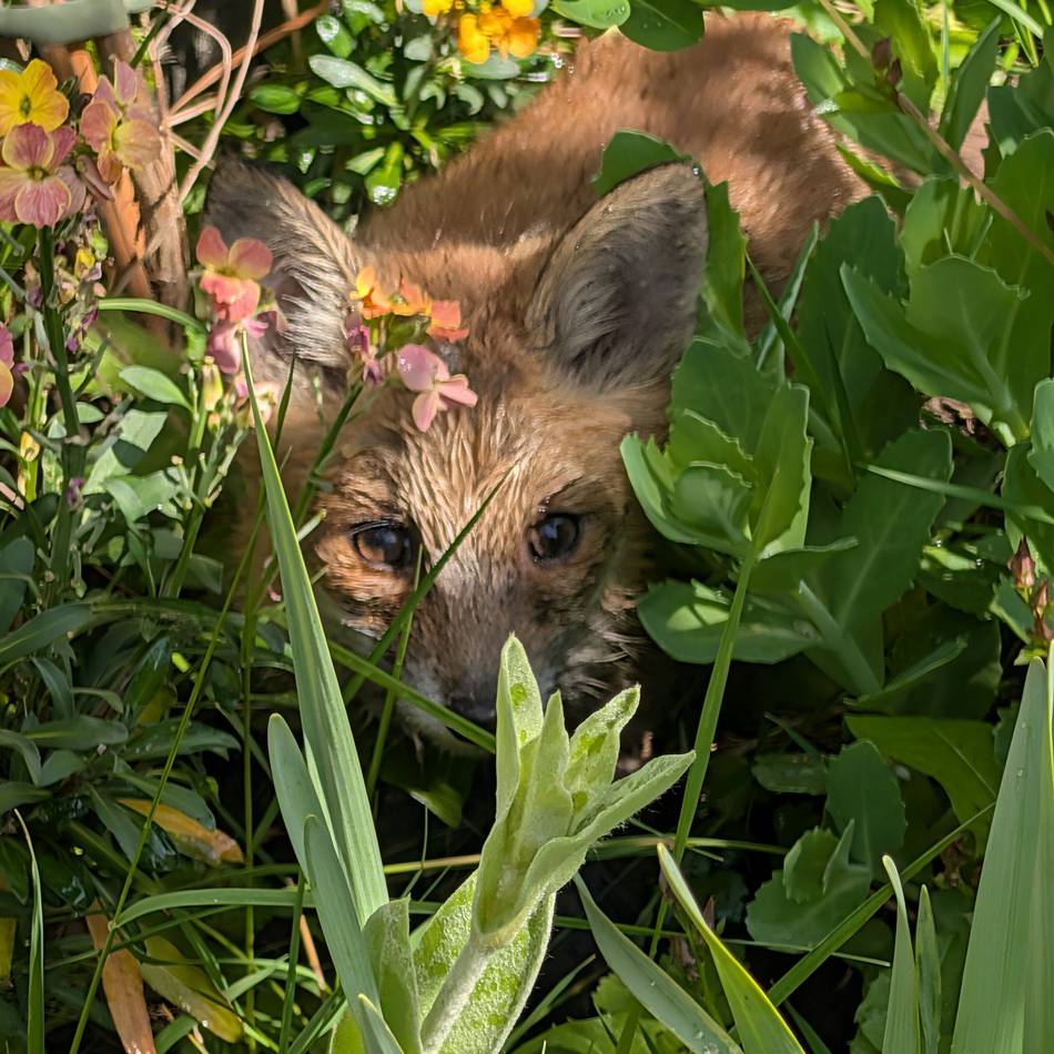Jungtier in zwei Gärten gesichtet: Mutterloser Fuchswelpe irrt durch Langwaden – Tierfilmer hofft auf Mithilfe