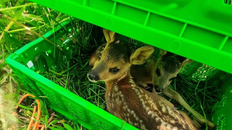 Mönchengladbach Tierschutz: Ehrenamtliche retten Rehkitze vor der Mahd