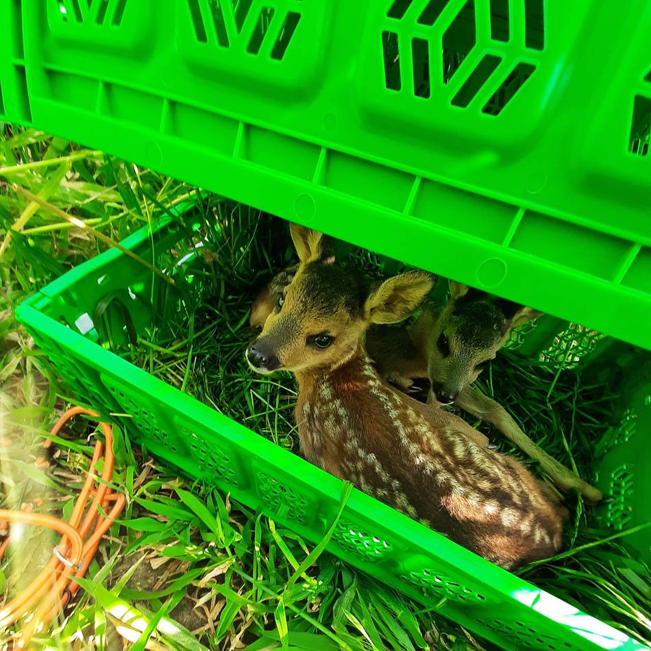 Mönchengladbach Tierschutz: Ehrenamtliche retten Rehkitze vor der Mahd
