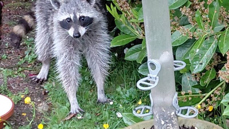 Wildtier immer öfter im Garten: Waschbär faucht Anwohner an – und kommt immer wieder