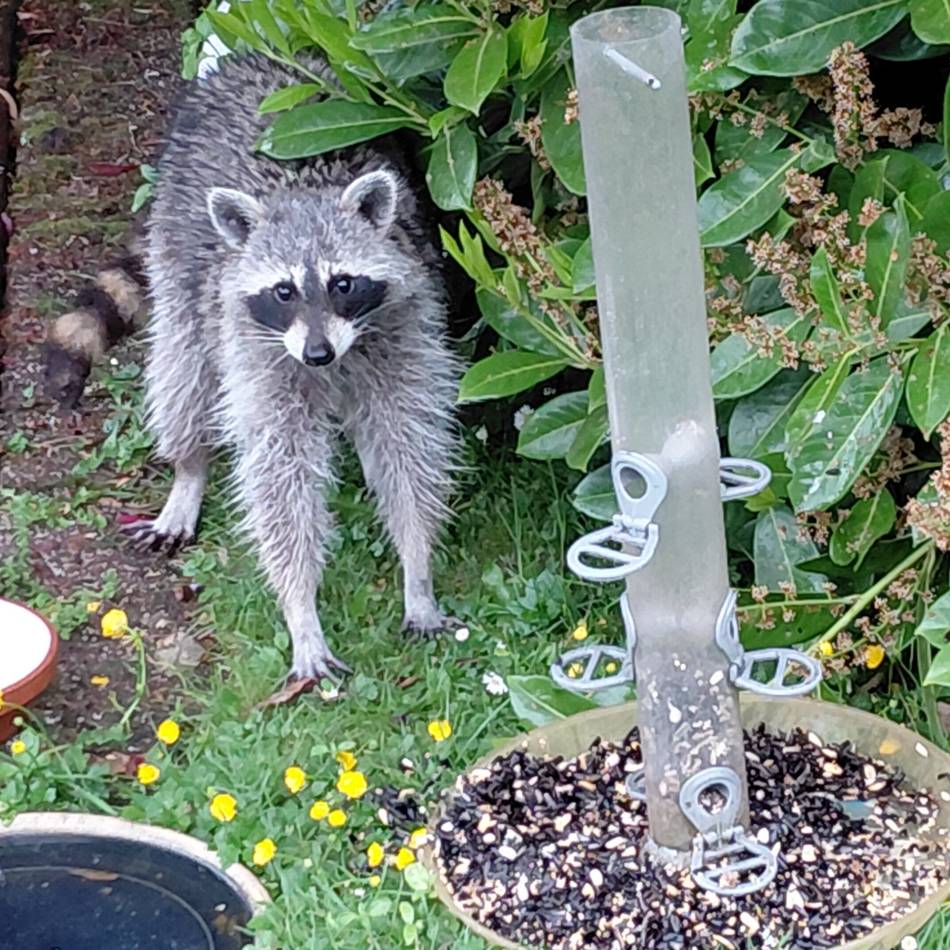 Wildtier immer öfter im Garten: Waschbär faucht Anwohner an – und kommt immer wieder