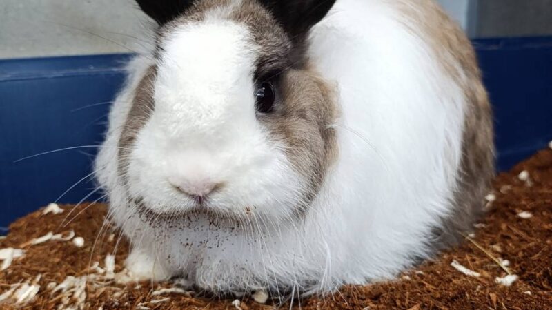 Tiere der Woche aus Hilden: Freddy und Jason suchen gemeinsames Zuhause