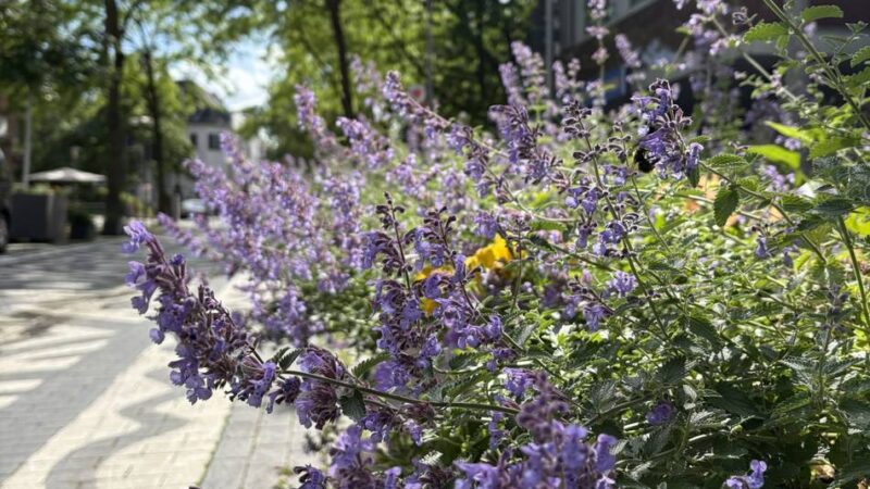 Fotowettbewerb der Grünen in Neuss: Auf der Suche nach grünen Oasen im Alltag