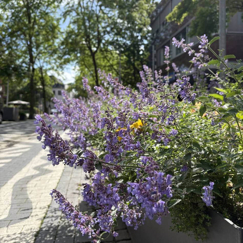 Fotowettbewerb der Grünen in Neuss: Auf der Suche nach grünen Oasen im Alltag