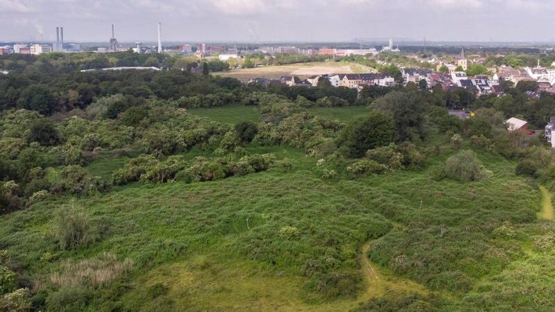 Projekt in Dormagen: Wie die Rheinaue zu einem Erlebnis werden soll