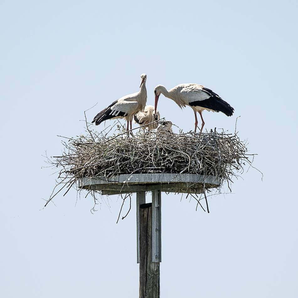 Nest in Veert: Störche in der Veerter Heide haben Nachwuchs