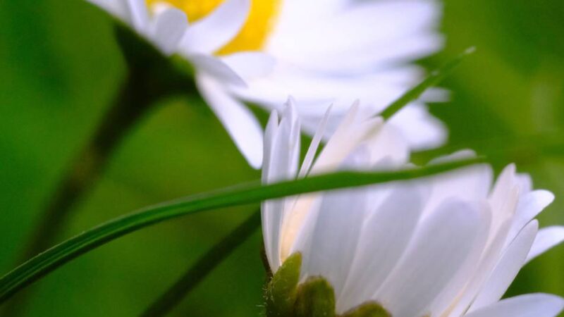 Bildgedanken: Gänseblümchen