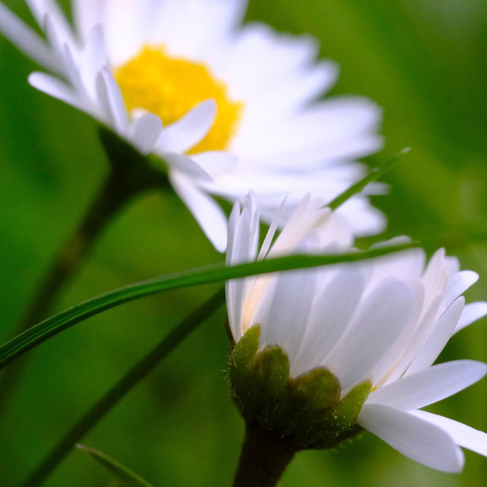 Bildgedanken: Gänseblümchen