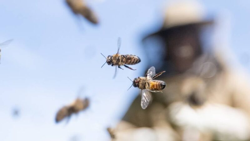 Mitten in der Innenstadt: Bienenschwarm landet auf Auto in Düsseldorf – Experte im Schutzanzug rückt an