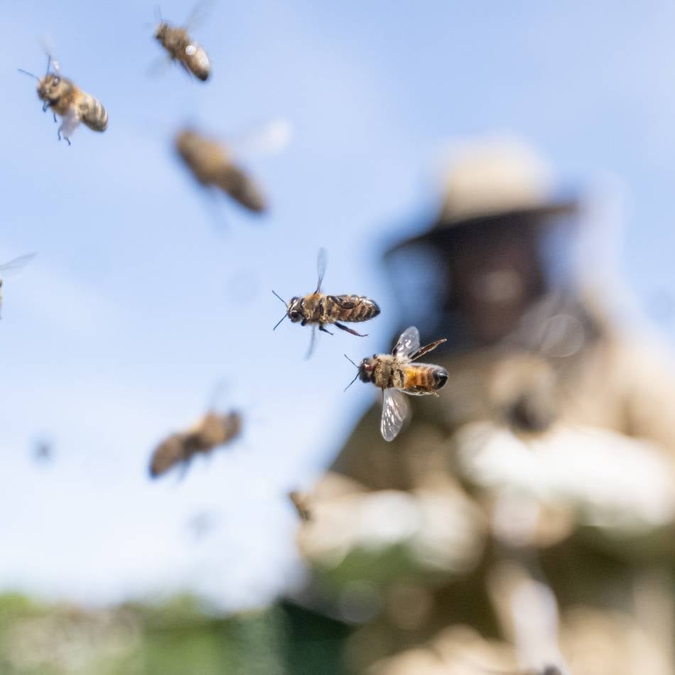 Mitten in der Innenstadt: Bienenschwarm landet auf Auto in Düsseldorf – Experte im Schutzanzug rückt an